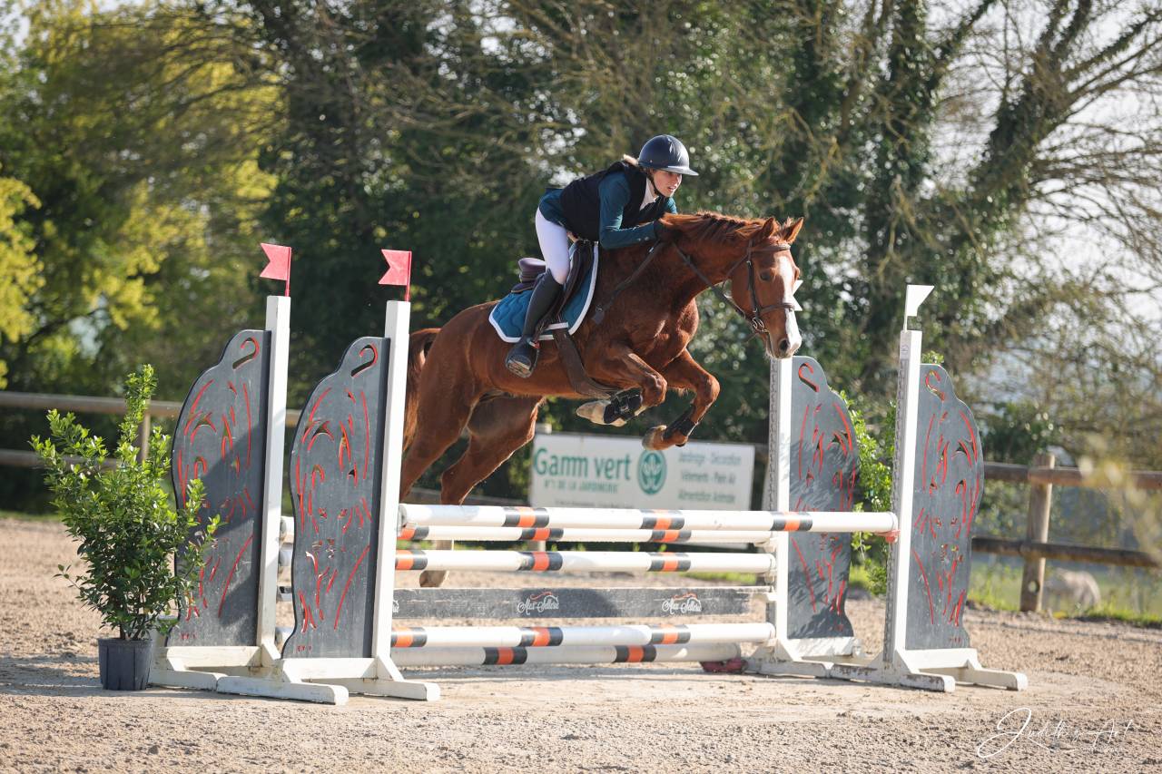 Castrone Sella Francese In vendita 2023 Sauro ,  PRESIDENT