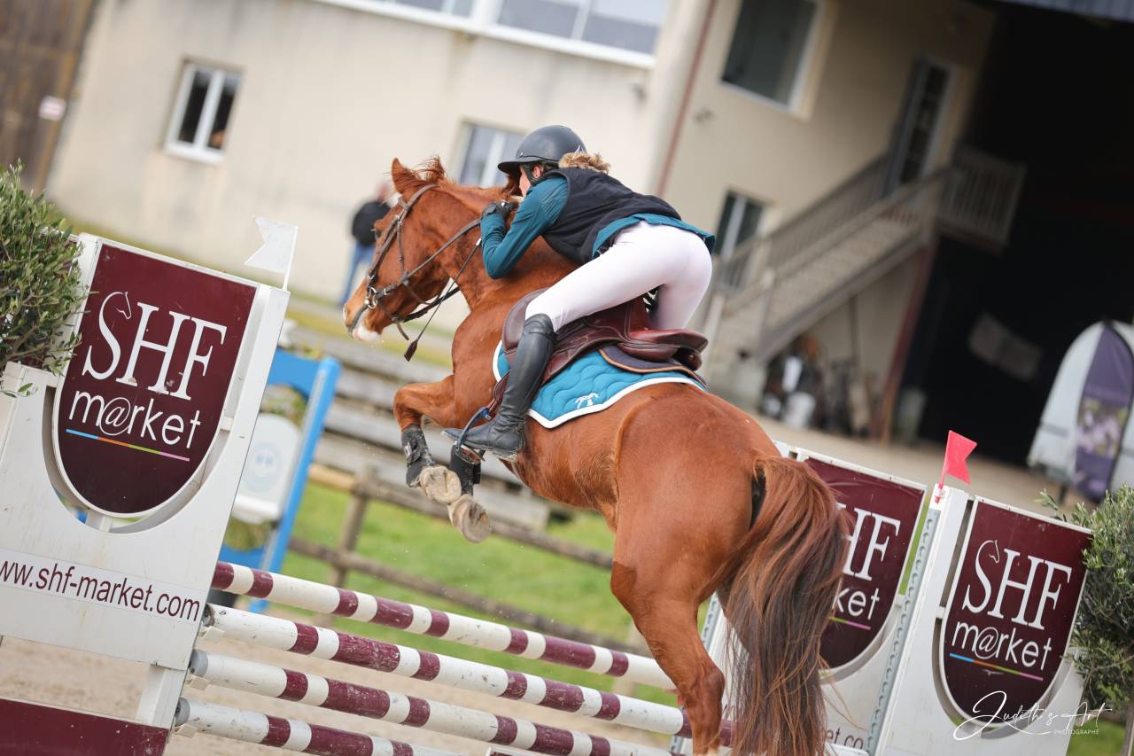 Castrone Sella Francese In vendita 2023 Sauro ,  PRESIDENT