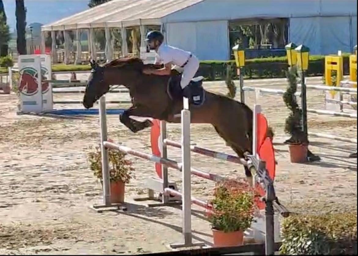 Vendo cavallo da salto ostacoli 