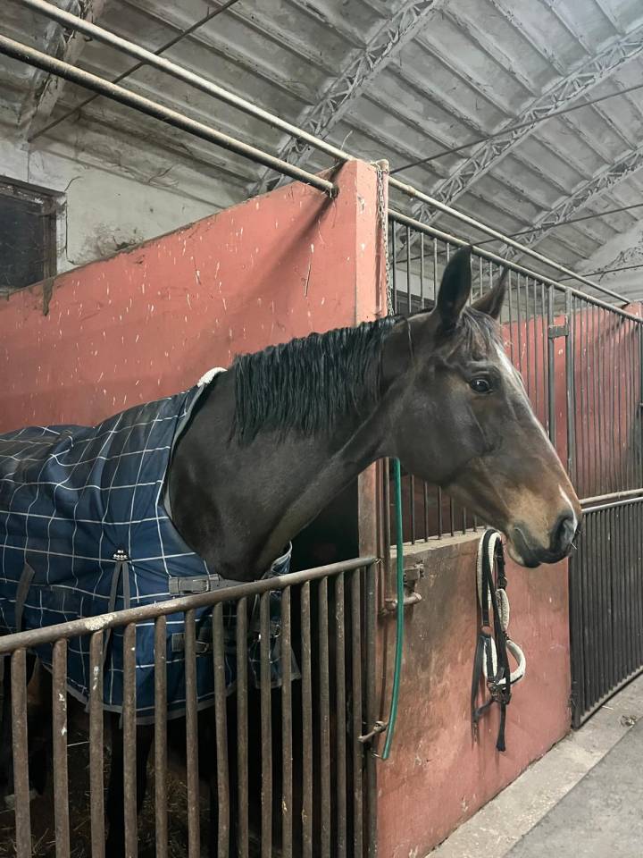 Vendo cavallo da salto ostacoli 