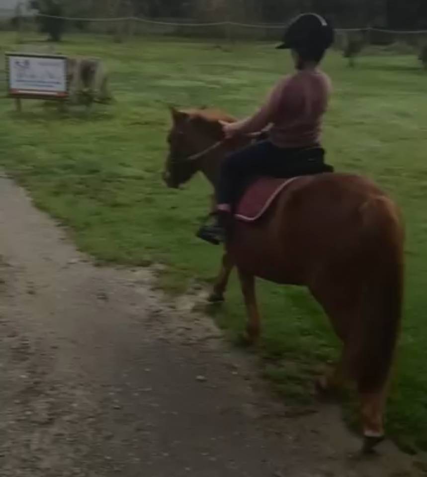 Cavalla Origine Non Constatata In vendita 2012 Sauro