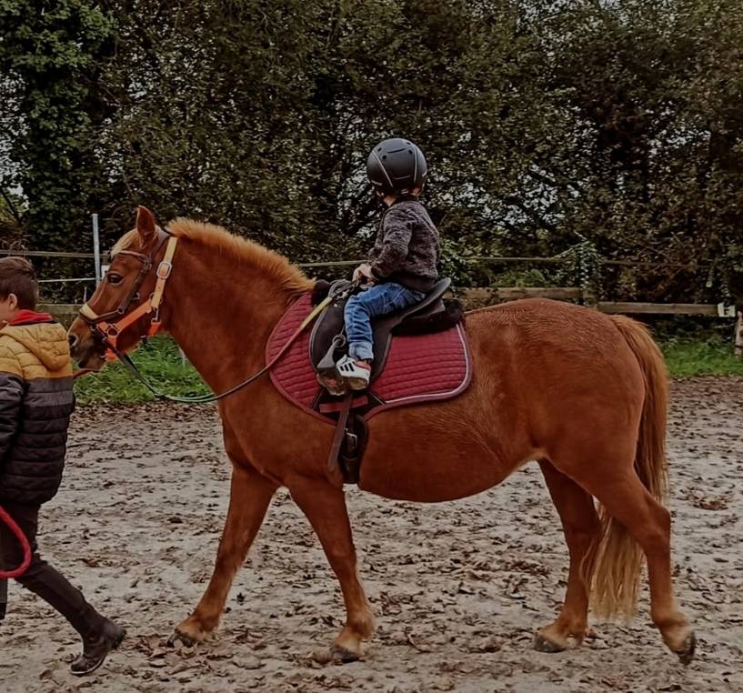 Cavalla Origine Non Constatata In vendita 2012 Sauro