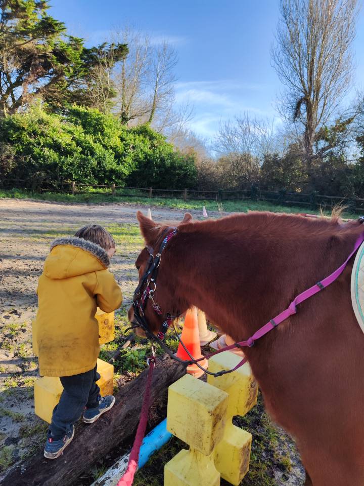 Cavalla Origine Non Constatata In vendita 2012 Sauro