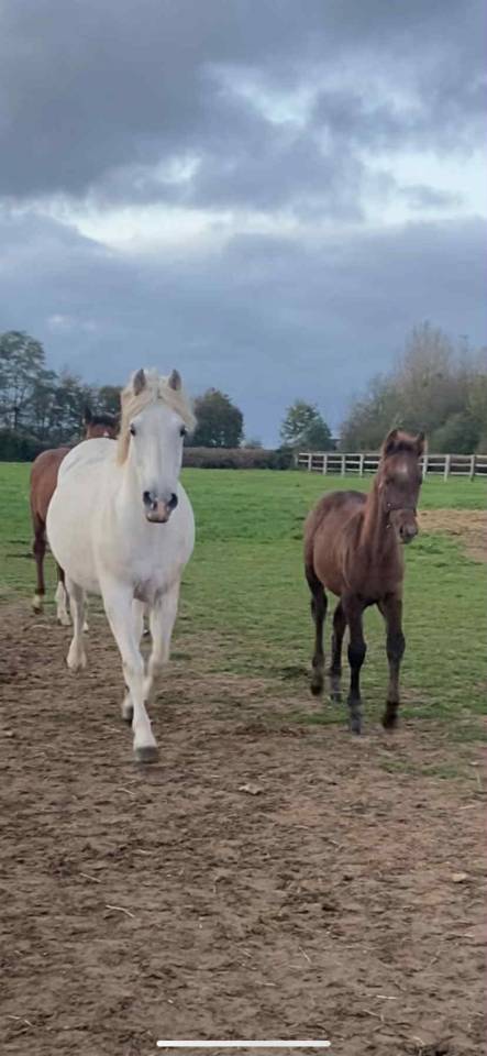 Intero Origine non conosciuta  In vendita 2025 Grigio