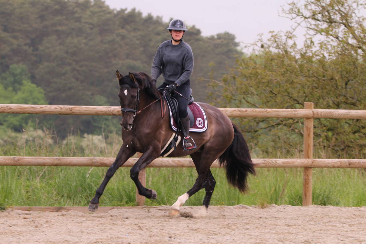 Cavalla PRE Andaluso In vendita 2021 Nero