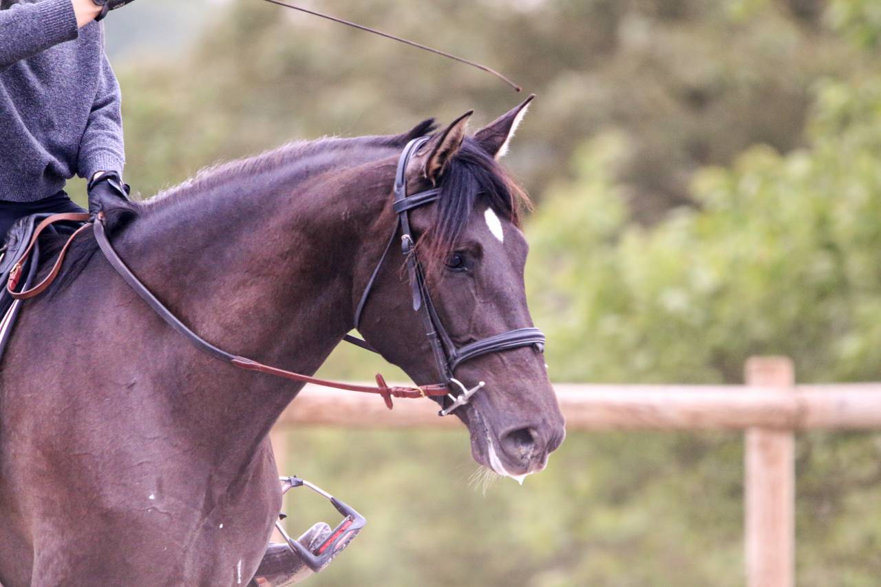 Cavalla PRE Andaluso In vendita 2021 Nero