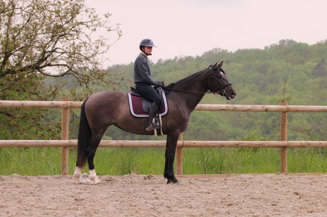 Cavalla PRE Andaluso In vendita 2021 Nero