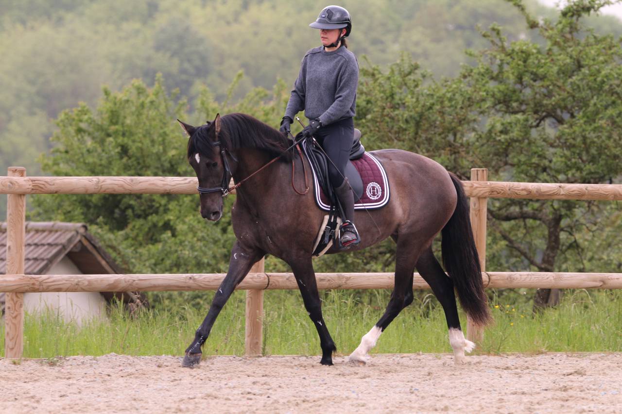 Cavalla PRE Andaluso In vendita 2021 Nero