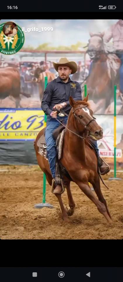Vendo Angloarabosardo