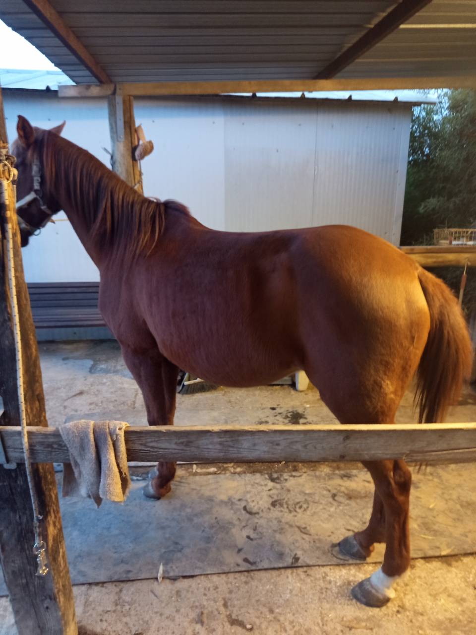 Vendo Angloarabosardo