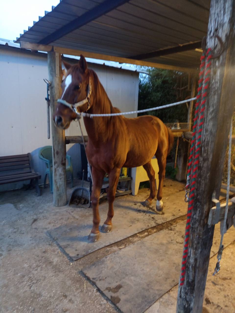 Vendo Angloarabosardo