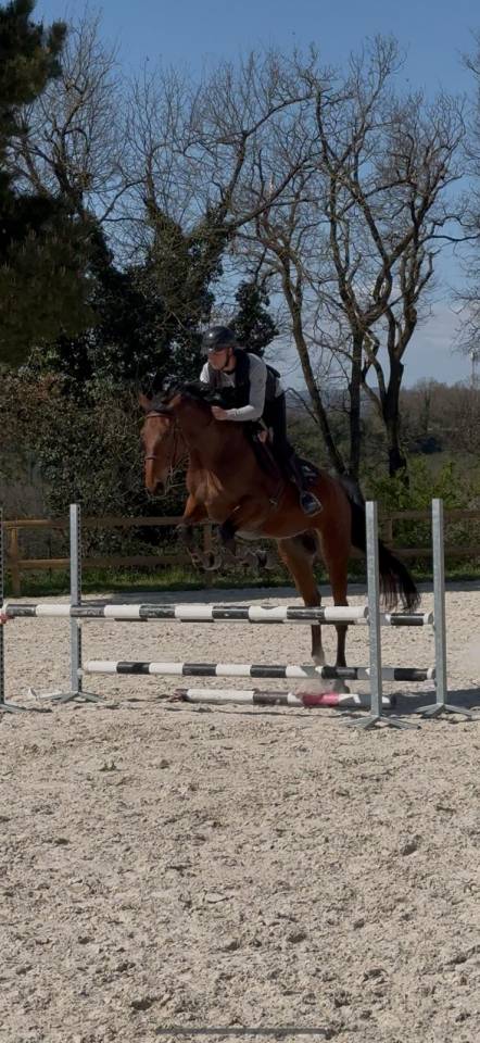 Cavalla Sella Francese In vendita 2021 Baio ,  asti spumante