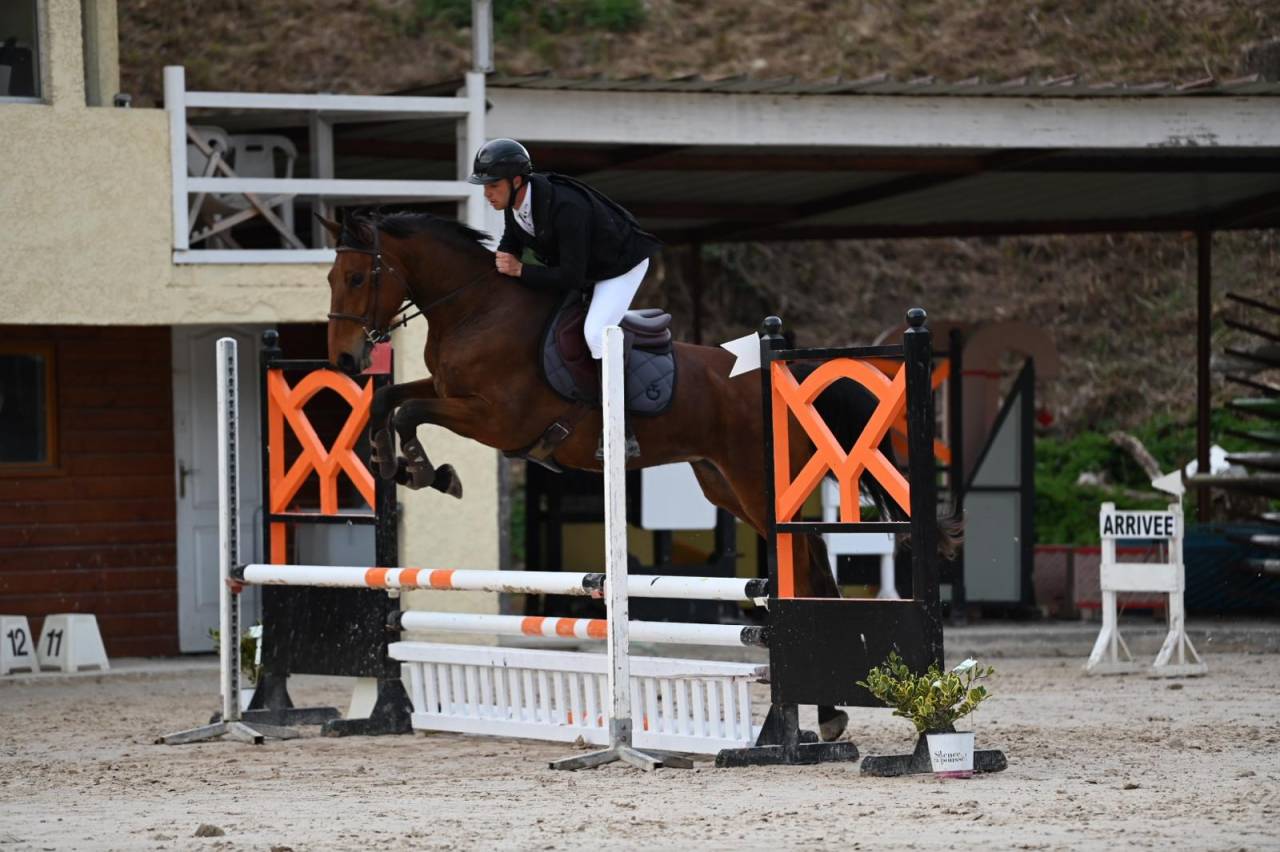 Cavalla Sella Francese In vendita 2021 Baio ,  asti spumante