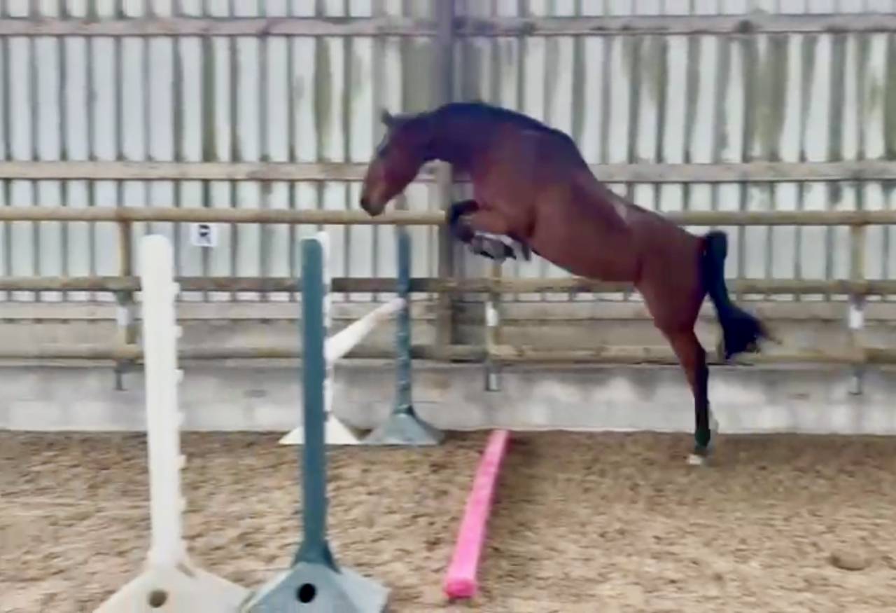 Cavalla Sella Francese In vendita 2021 Baio ,  asti spumante