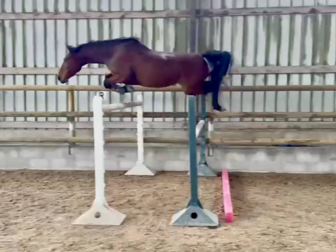 Cavalla Sella Francese In vendita 2021 Baio ,  asti spumante