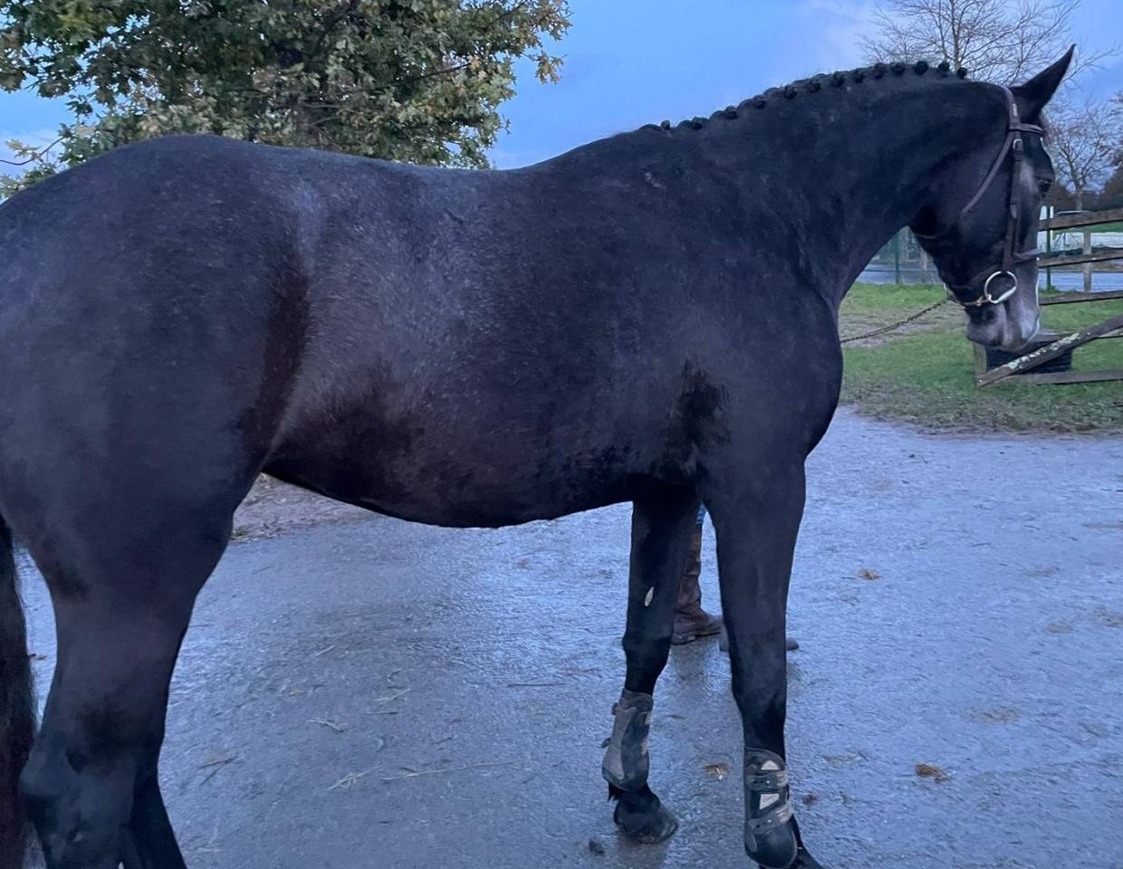 Cavalla Sella Francese In vendita 2021 Grigio