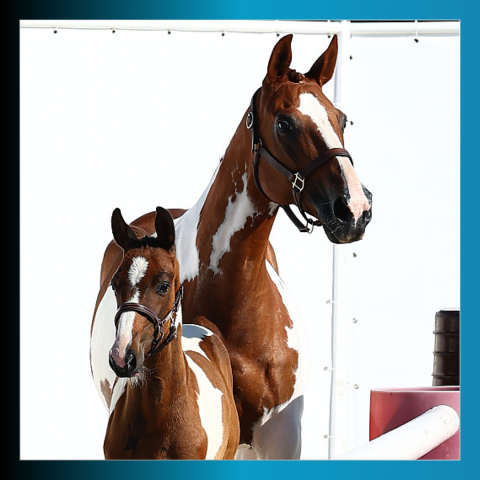 Puledro Cavallo da Sella In vendita 2025 Pezzato ,  Conte Bellini