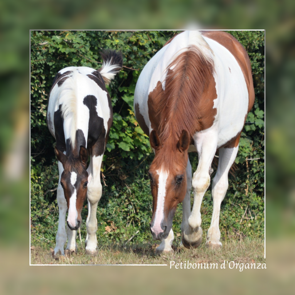 Puledro Cavallo da Sella In vendita 2025 Pezzato ,  Conte Bellini