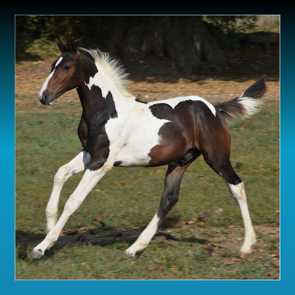 Puledro Cavallo da Sella In vendita 2025 Pezzato ,  Conte Bellini