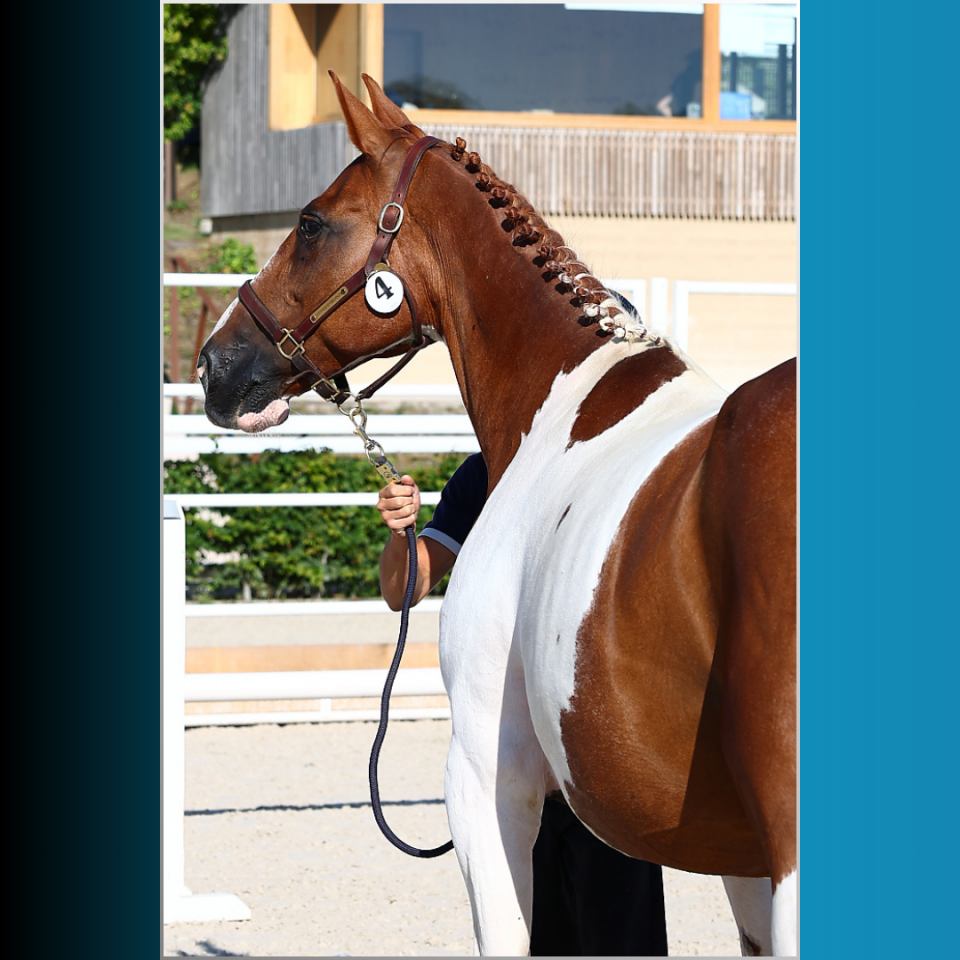 Puledro Cavallo da Sella In vendita 2025 Pezzato ,  Conte Bellini