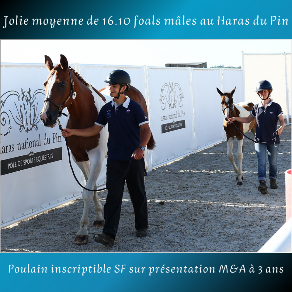 Puledro Cavallo da Sella In vendita 2025 Pezzato ,  Conte Bellini