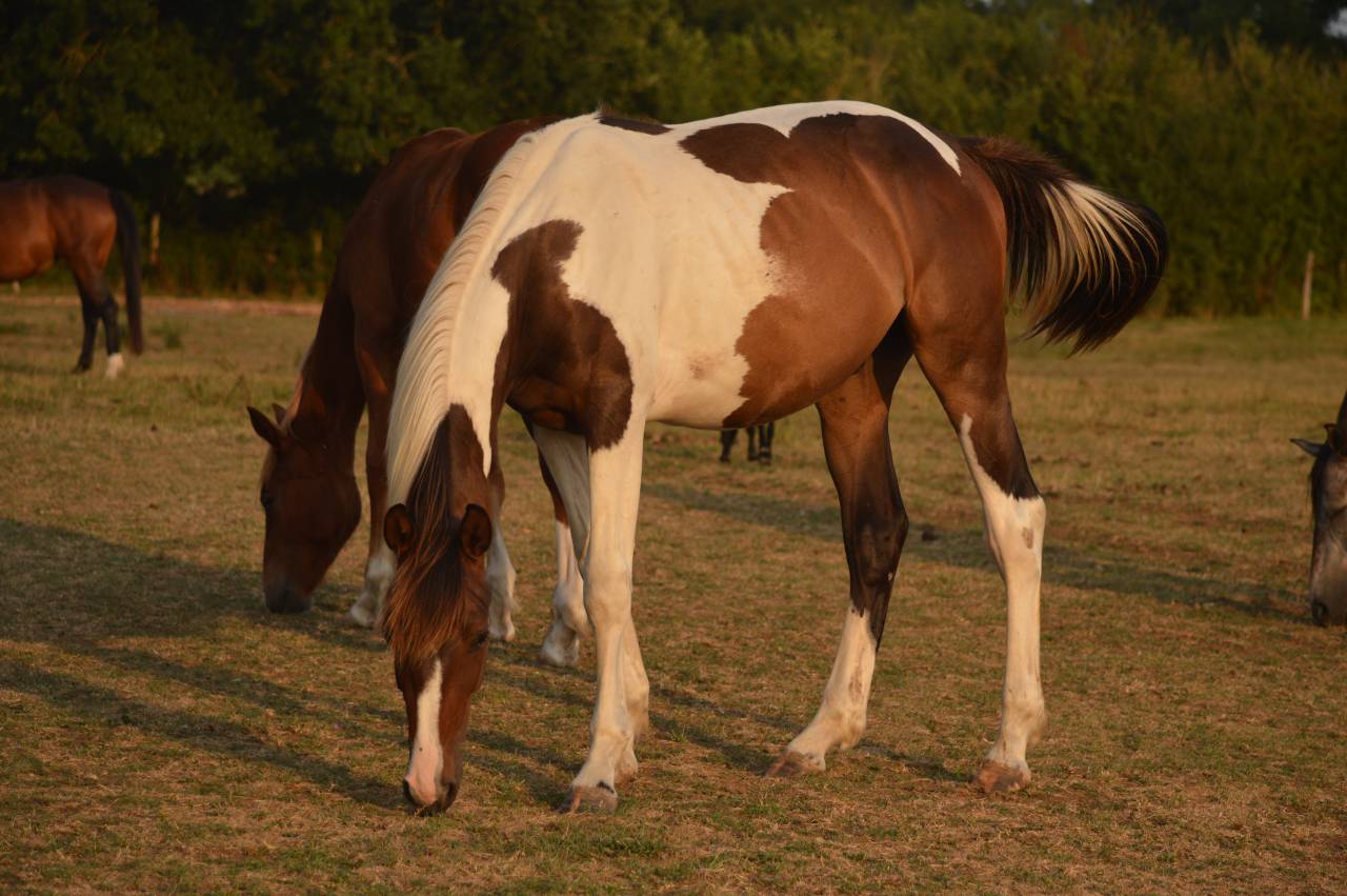 Castrone Cavallo da Sella In vendita 2025 Pezzato ,  Conte Bellini