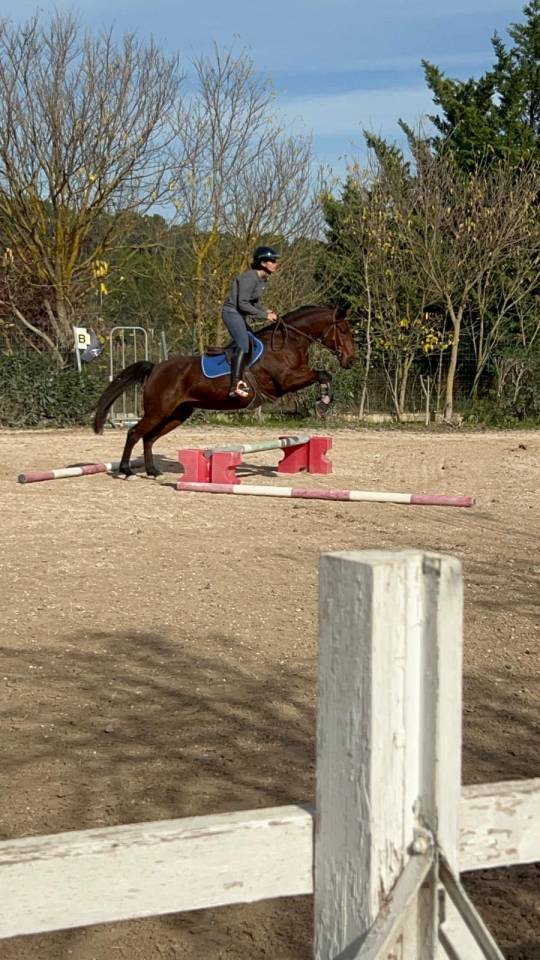 Cavalla PFS Pony Francese da Sella In vendita 2018 Baio scuro ,  Noir sur Blanc Mahoud PFS (Linaro)