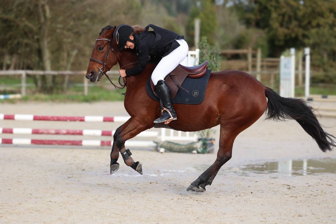 Cavalla PFS Pony Francese da Sella In vendita 2018 Baio scuro ,  Noir sur Blanc Mahoud PFS (Linaro)