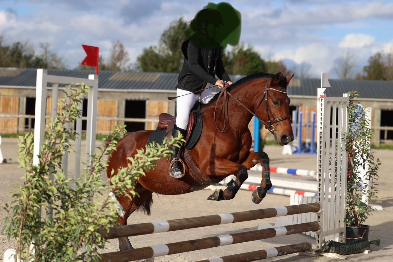 Cavalla PFS Pony Francese da Sella In vendita 2018 Baio scuro ,  Noir sur Blanc Mahoud PFS (Linaro)