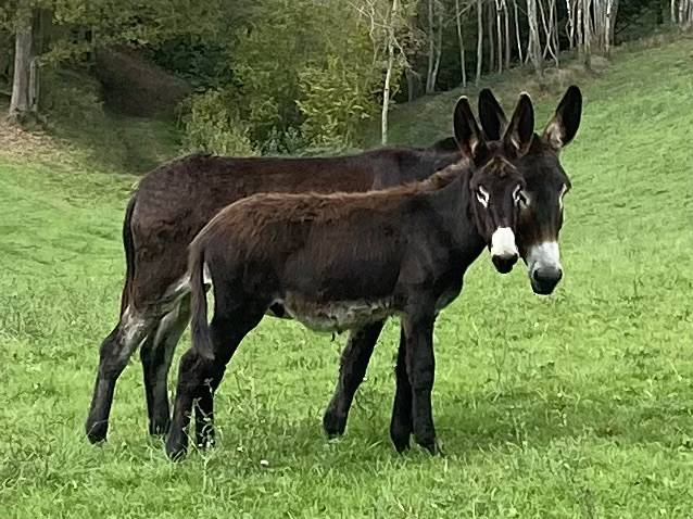 Asno Pyr&eacute;n&eacute;es In vendita 2025 Nero