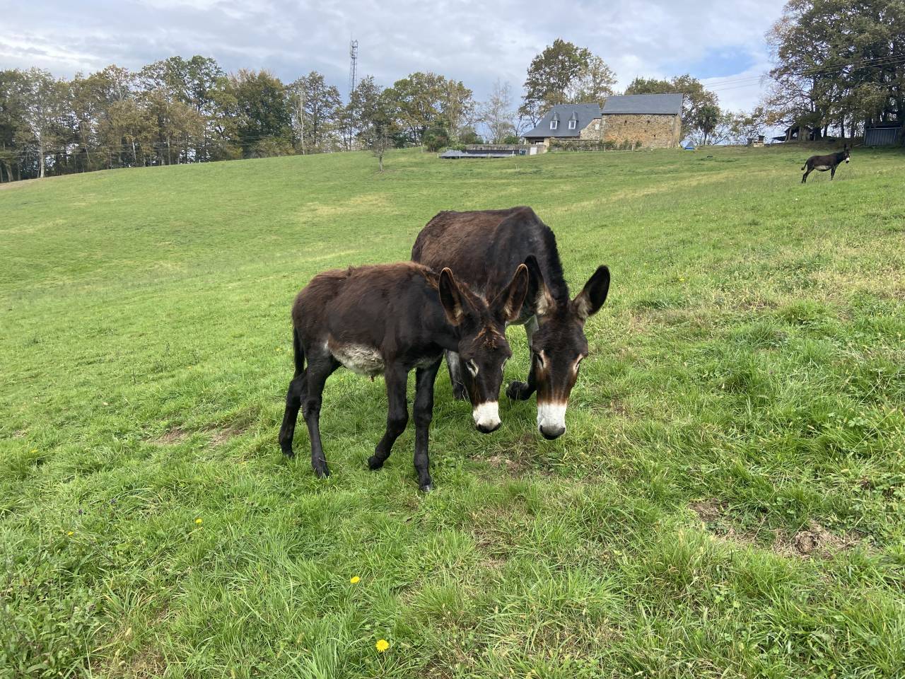 Asno Pyr&eacute;n&eacute;es In vendita 2025 Nero