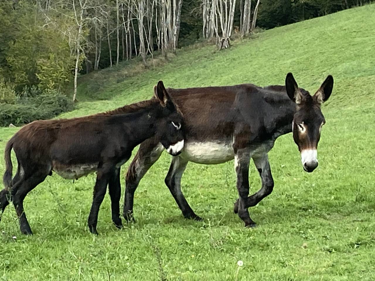 Asno Pyr&eacute;n&eacute;es In vendita 2025 Nero