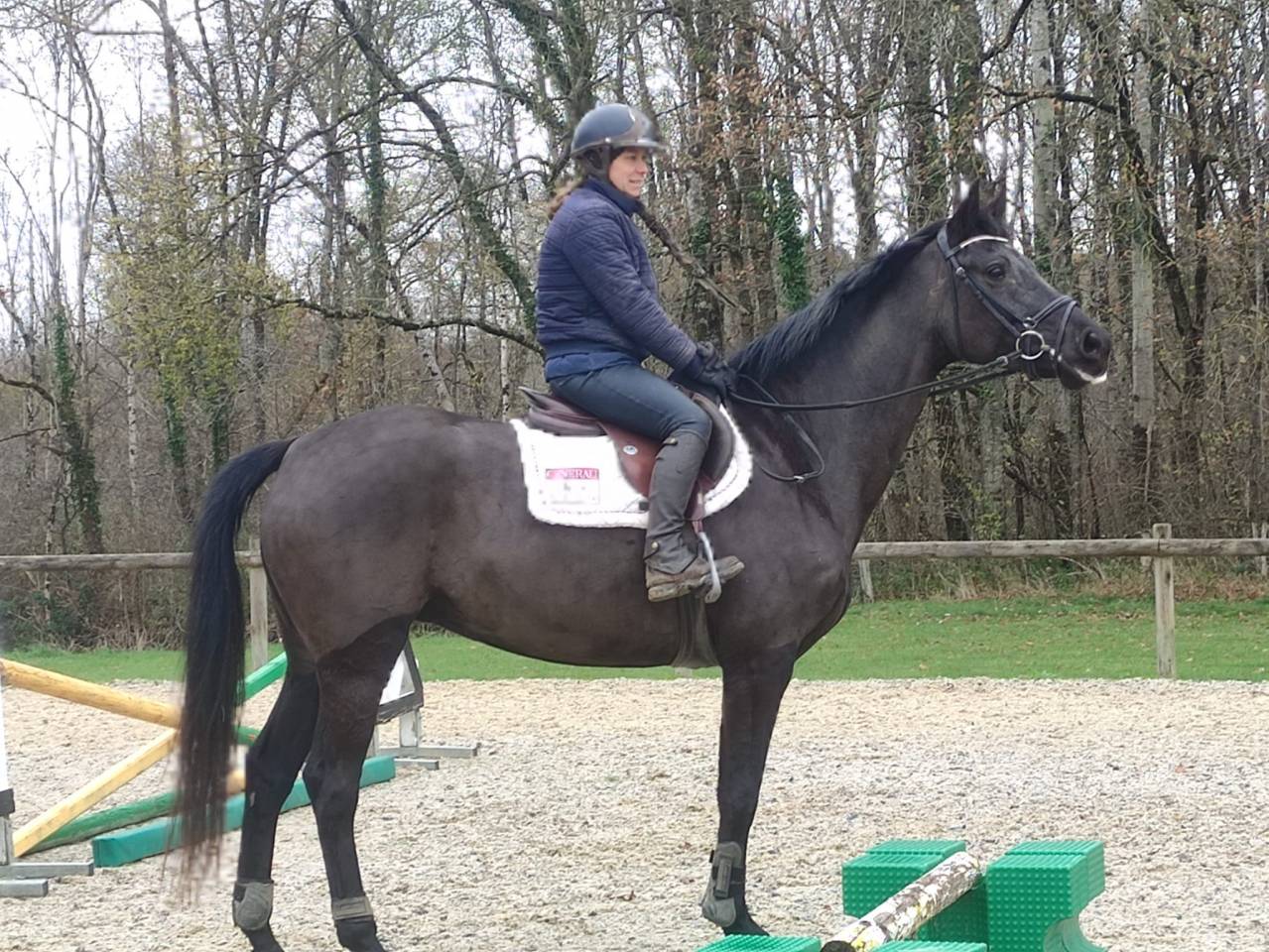 Cavalla Hanovrien In vendita 2020 Baio scuro ,  Secret