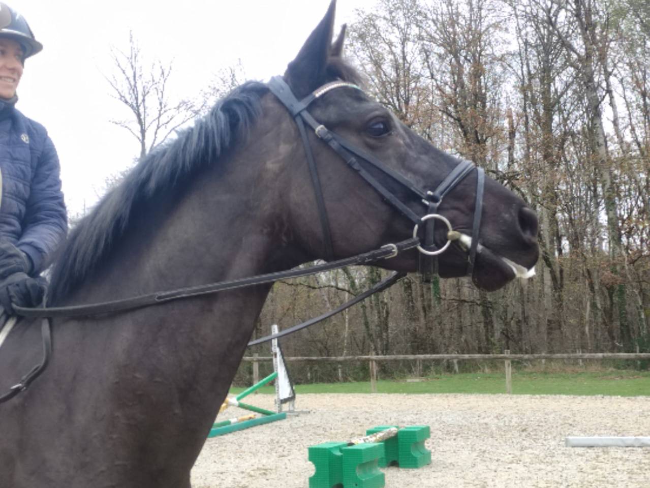 Cavalla Hanovrien In vendita 2020 Baio scuro ,  Secret