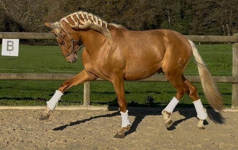 Intero PRE Andaluso In vendita 2023 Palomino ,  MARACAIBO COR