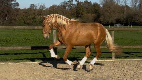 Intero PRE Andaluso In vendita 2023 Palomino ,  MARACAIBO COR