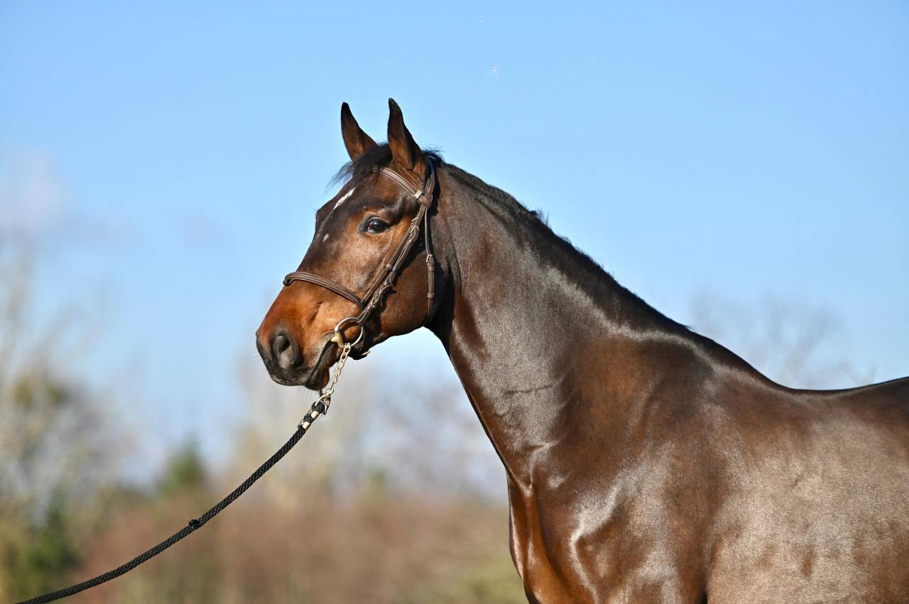 Castrone Zangersheide In vendita 2021 Baio ,  IMAGINATION VAN ‘T WINKENSHOF Z