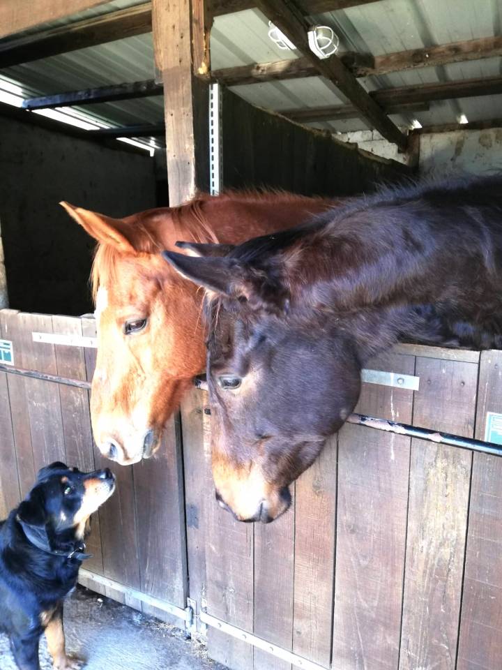 Proprietà equestre In vendita Landes