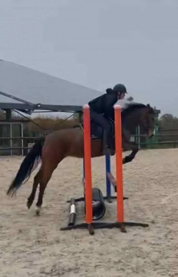 Cavalla Origine non conosciuta  In vendita 2019 Baio