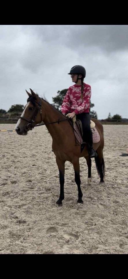 Cavalla Origine non conosciuta  In vendita 2019 Baio