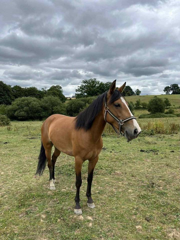 Cavalla Origine non conosciuta  In vendita 2019 Baio