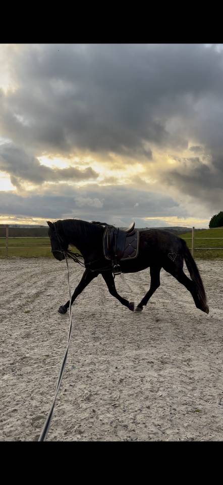 Intero PRE Andaluso In vendita 2021 Nero
