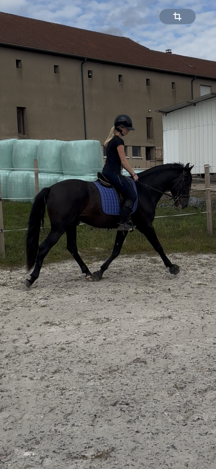 Intero PRE Andaluso In vendita 2021 Nero