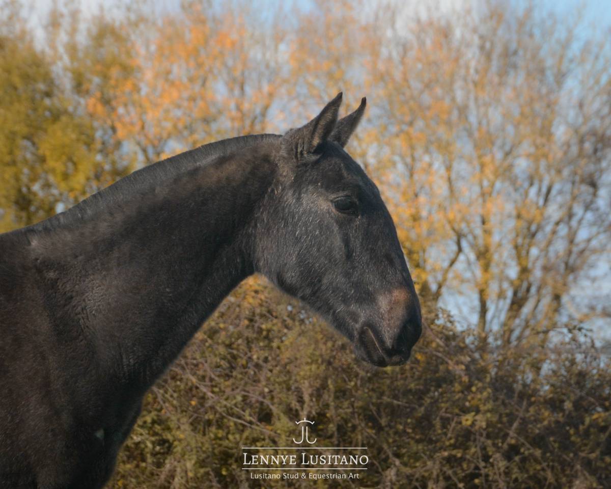 Puledra Lusitano In vendita 2024 Grigio ,  Benjamin da Broa