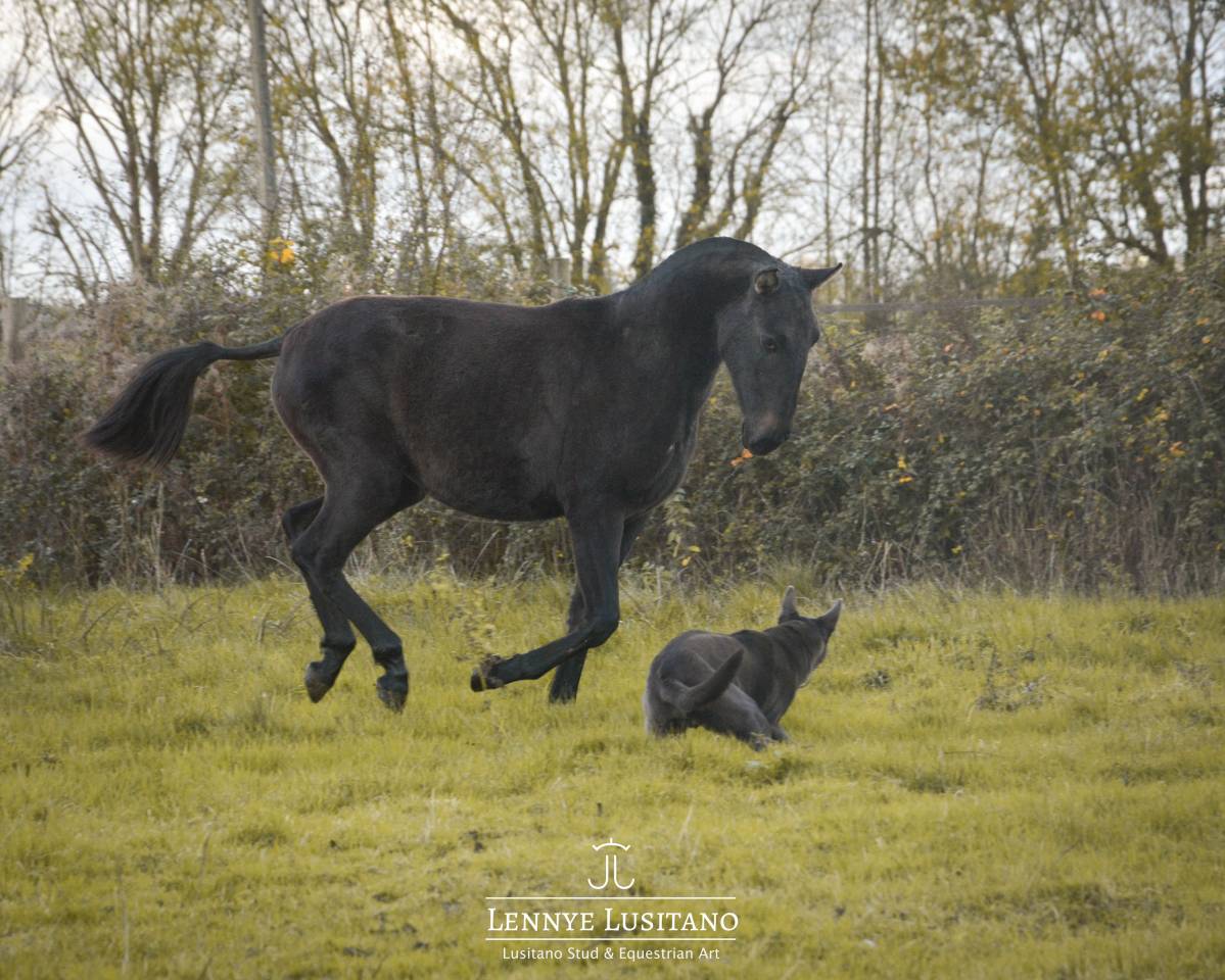 Puledra Lusitano In vendita 2024 Grigio ,  Benjamin da Broa