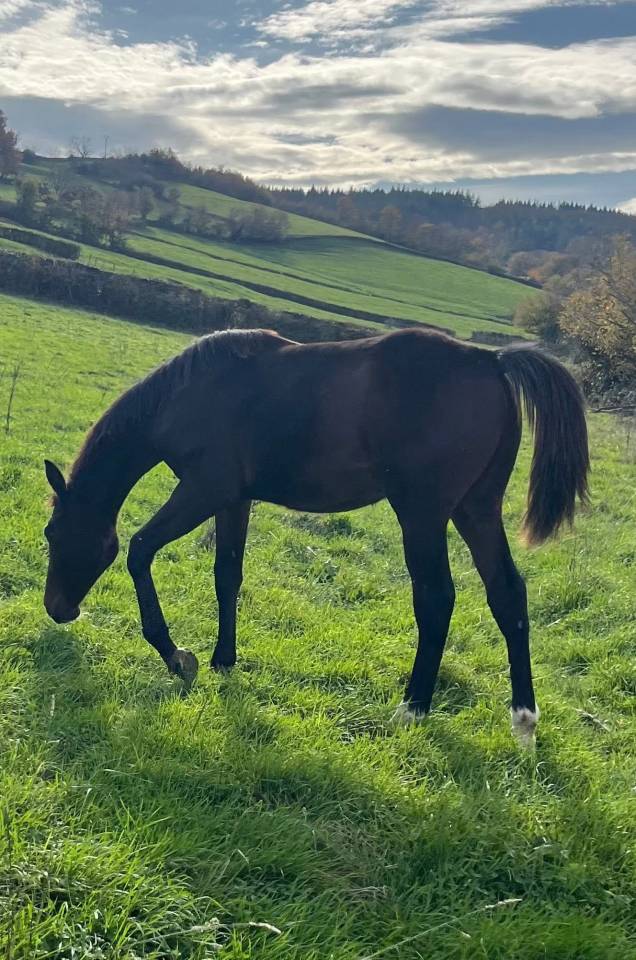 Puledro Sella Francese In vendita 2025 Baio scuro ,  diarado