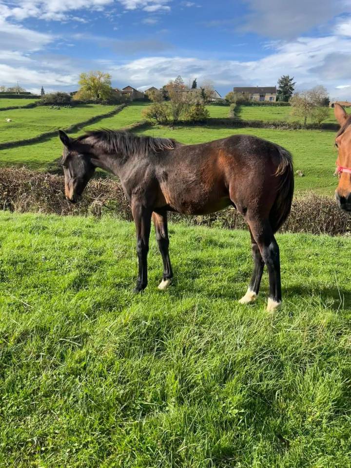 Puledro Sella Francese In vendita 2025 Baio scuro ,  diarado