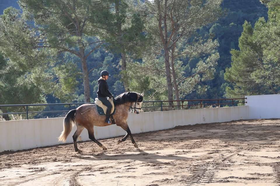 Castrone Origine Non Constatata In vendita 2021 Grigio