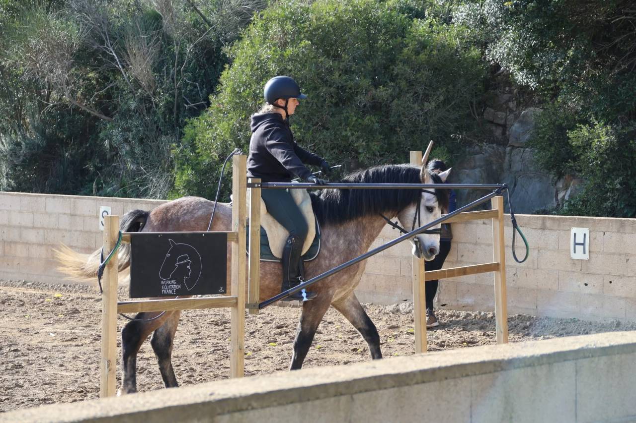 Castrone Origine Non Constatata In vendita 2021 Grigio