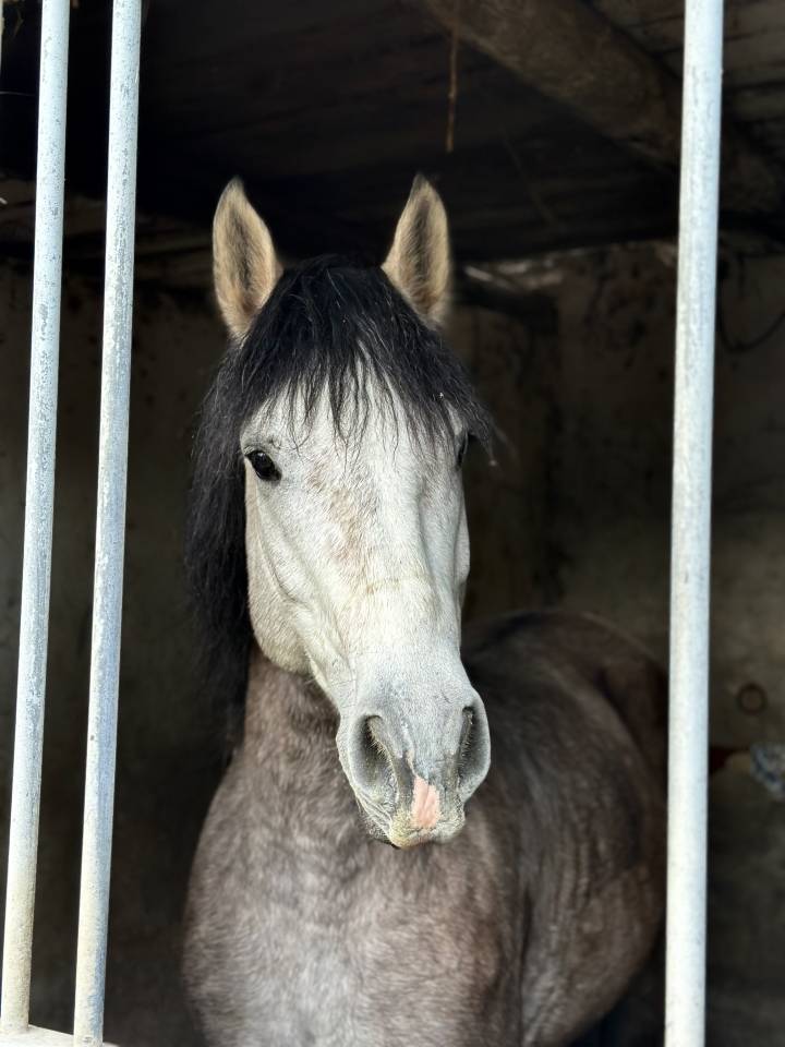 Castrone Origine Non Constatata In vendita 2021 Grigio